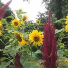 Sunflower #18