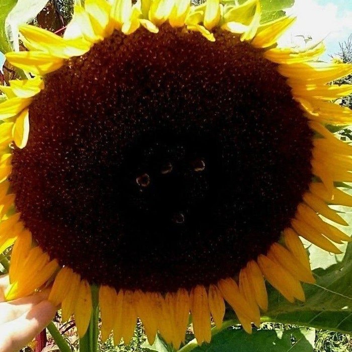 Sunflower #14