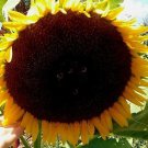 Sunflower #14