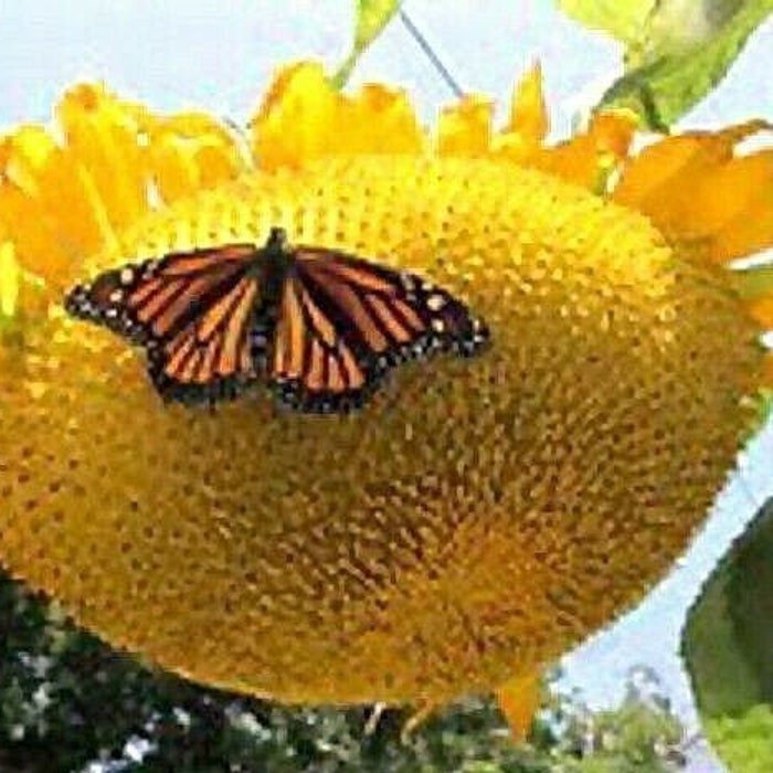 Sunflower #24