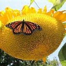 Sunflower #24