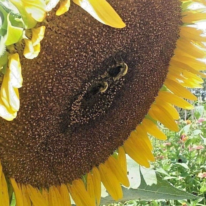 Sunflower #15