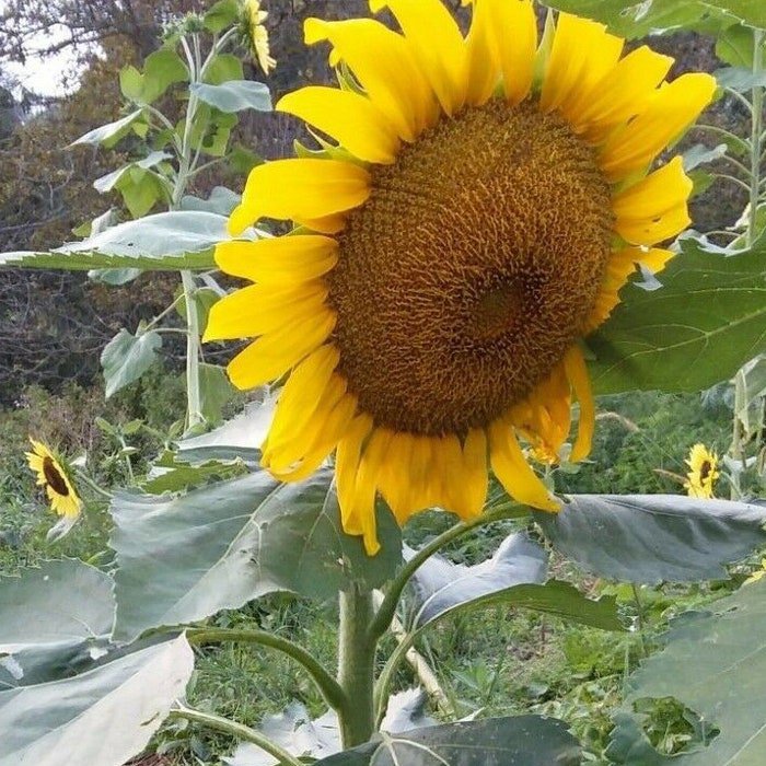 Incredible Dwarf Sunflower Only 1520 Tall