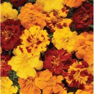 Durango Outback Mix Marigold Fragrant Foliage