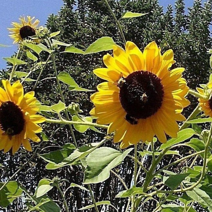 Sunflower #23