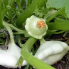 White Bush Scalloped Summer Squash