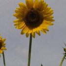 Sunflower #21