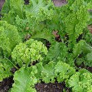 Mustard Southern Giant Cur