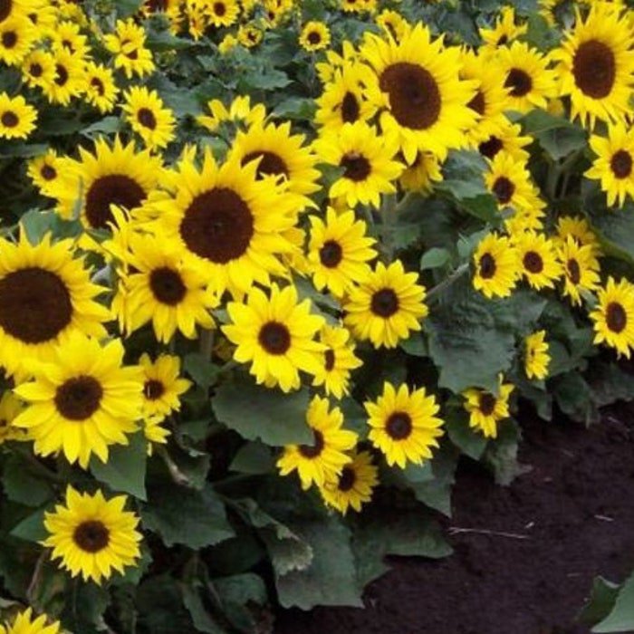 Sunflower #4
