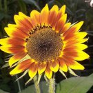 Evening Sun Sunflower