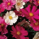 Sensation Mix Tall Cosmos