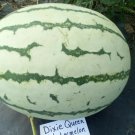 Dixie Queen Watermelon