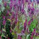 Dark Purple Candlestick Celosia