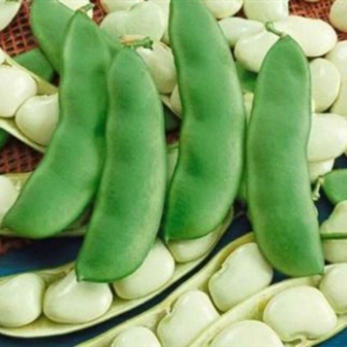 Giant Bush Lima Beans