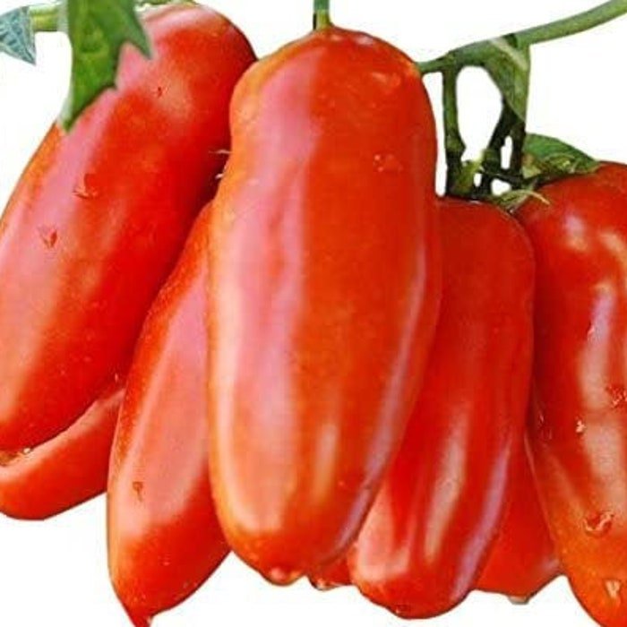 San Marzano Tomato