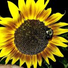 Paquito Colorado Sunflower