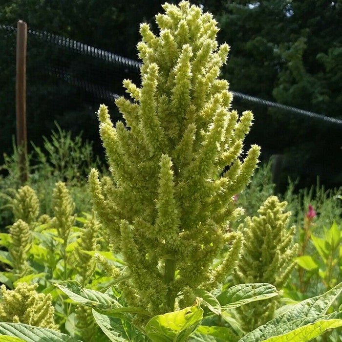 AureliaS Verde Amaranth Sees