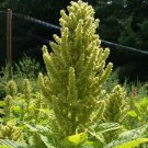 AureliaS Verde Amaranth Sees