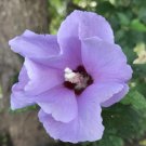 Rose Of Sharron Light Purple W Red Center