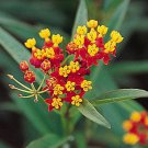 Tall Red Orange Butterfly Weeds