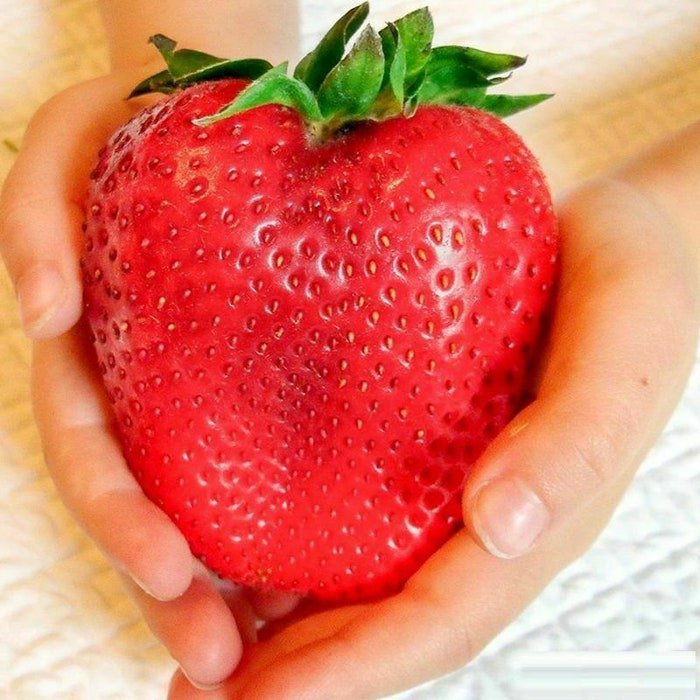 Giant Extra Jumbo Strawberry Seeds 50Pcs Pack #9450