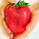 Giant Extra Jumbo Strawberry Seeds 50Pcs Pack #9450