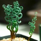 50Pcs Seeds Living Stones Flower Succulent Cactus Rare Succulent Seeds #9521