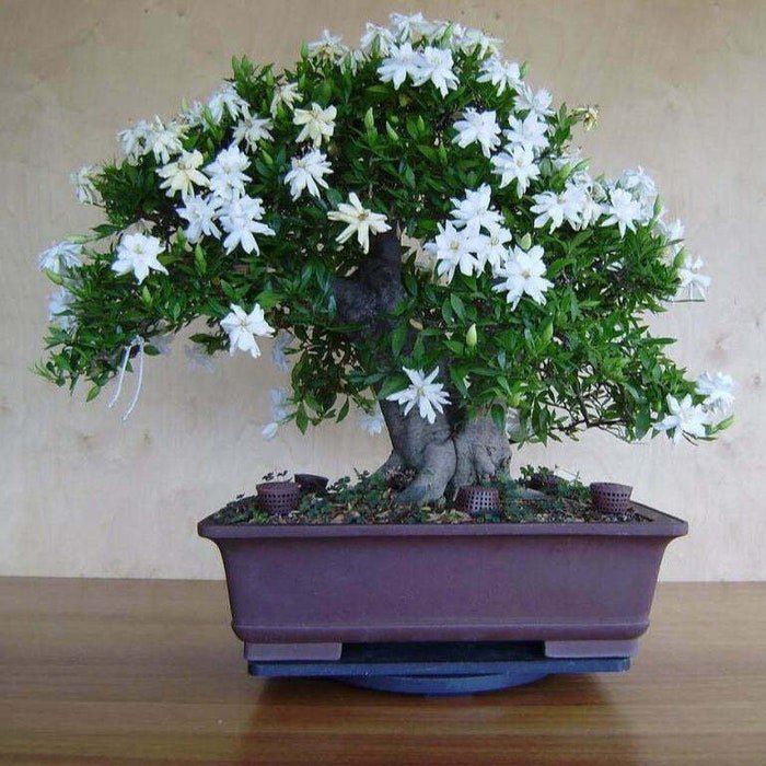 25 White Jasmine Bonsai Tree Seeds Vibrant White Flowers #8808