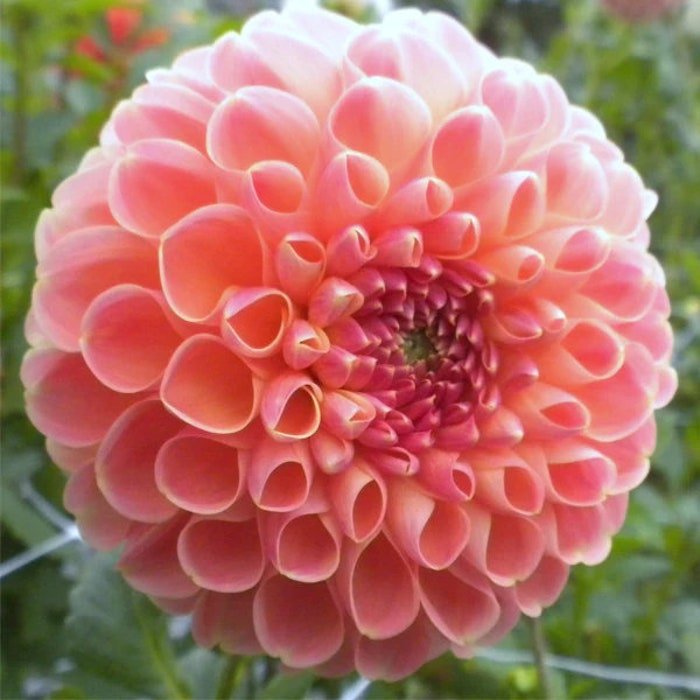 20Pcs Red Barbarry Ball Dahlia Seeds