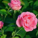 50 Pack Damask Rose Seeds Flower Bush Perennial Flowers Seed Bloom