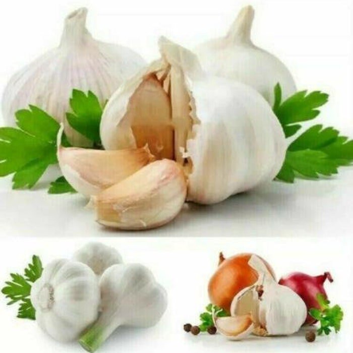 Giant Garlic Seeds Heirloom Organic Seed Vegetable 20 Seeds #7392