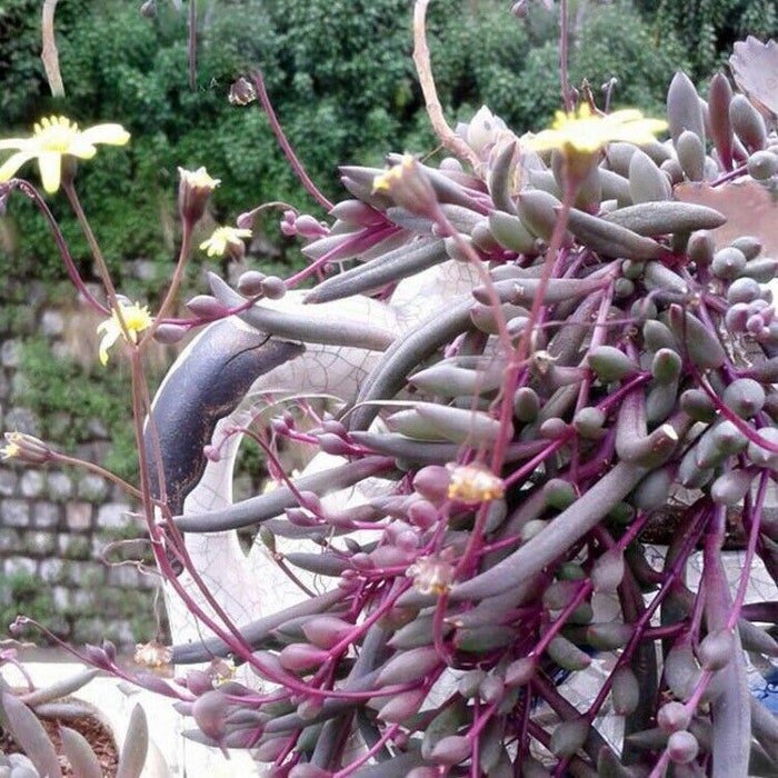 50Pcs Bag Rare Purple Pearl Chlorophytum Seeds