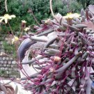 50Pcs Bag Rare Purple Pearl Chlorophytum Seeds