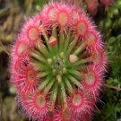 Carnivorous Sundew Drosera 50 Seeds Rare Tropical Exotic Plant Seed #1210