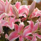 50Pcs Pink Rare Lily Flower Seeds Planting Flower Lilium Perfume Garden Plant #9622
