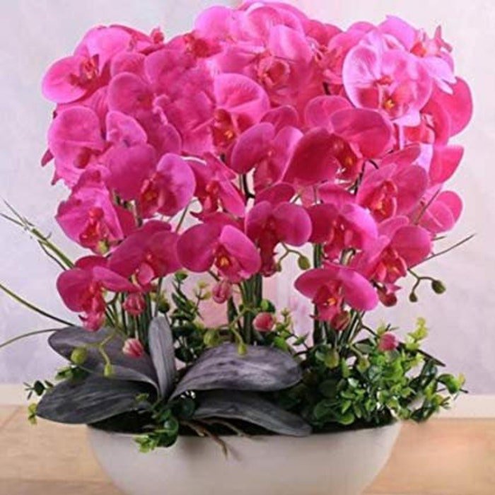Pink Orchid Seeds Phalaenopsis 50Pcs Pack