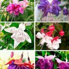 50Pcs Bag Fuchsia Seeds Potted Flowers Seedsbonsai Mix Seeds #5052