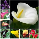 Calla Lily Flowers 50 Pcs Seeds Zantedeschia Aethiopica Plants Bonsai #0335