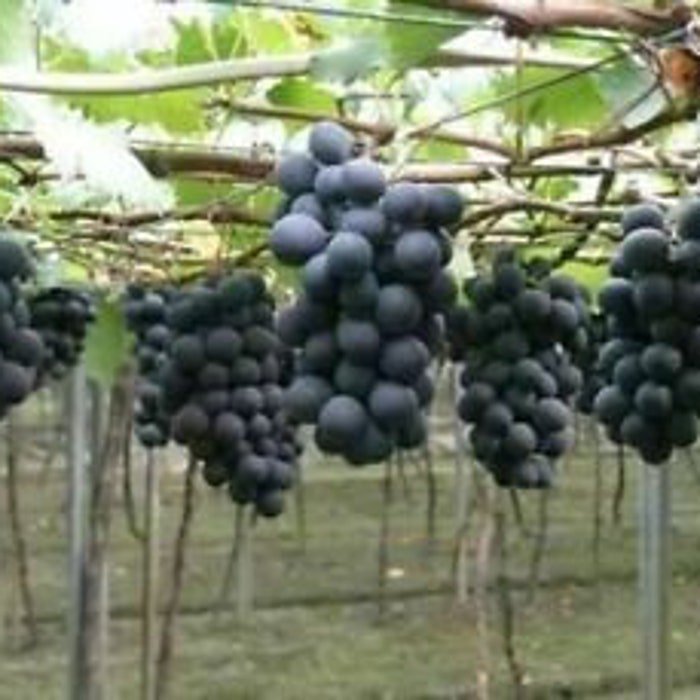 50 Kyoho Grapes Seeds 50 Seeds Fruit Tree Seeds #0818