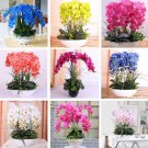 Mix Colorful Orchid Seeds Phalaenopsis 50Pcs Pack