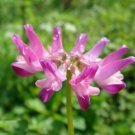 Astragalus Sinicus Chinese Milkvetch 50 Seeds #1070