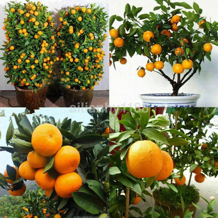 Edible Dwarf Orange Mandarin Tree Garden Fruit Flores Bonsai Citrus 30 Pcs Seeds 2067