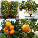 Edible Dwarf Orange Mandarin Tree Garden Fruit Flores Bonsai Citrus 30 Pcs Seeds 2067