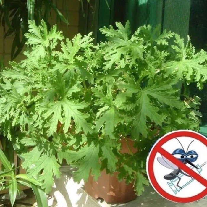 50Pcs Riddex Plant Seeds Mosquito Repelling Grass Mozzie Buster Sweetgrass #0512