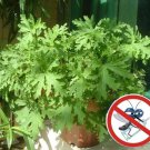 50Pcs Riddex Plant Seeds Mosquito Repelling Grass Mozzie Buster Sweetgrass #0512