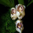 50Pcs Swadd Babies Flower Seed Anguloa Uniflora Orchid Seeds #0284