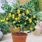 20Pcs Seeds Rare Lemon Tree Indoor Outdoor Available Heirloom Fruit Seed #4199