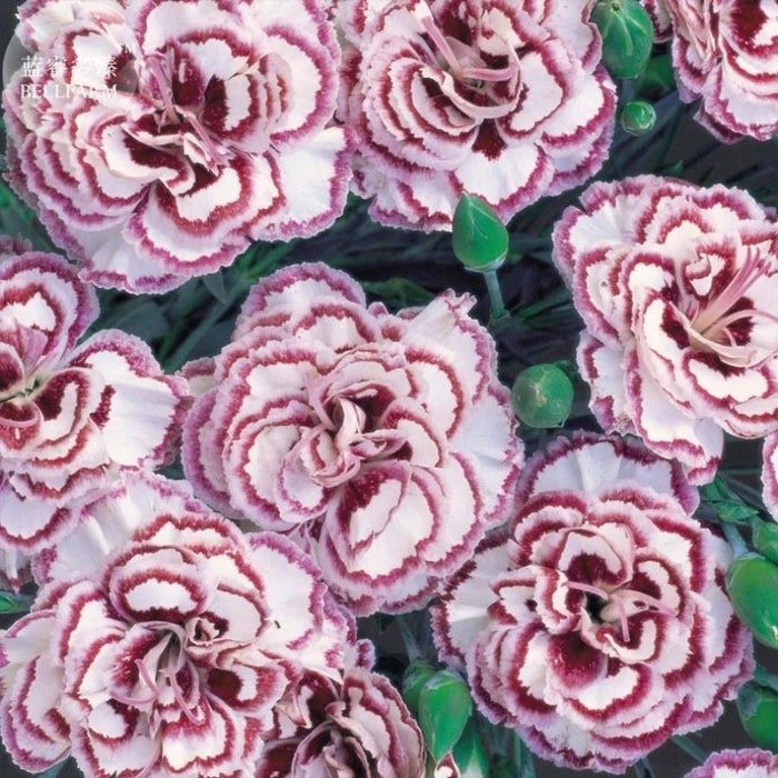 50Pcs Dianthus 'Grans Favorite' Pink Seeds