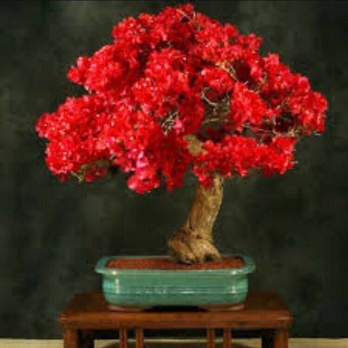 20Pcs Red Bougainvillea Spectabilis Seeds Perennial Bonsai Plant Seeds #0698