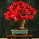 20Pcs Red Bougainvillea Spectabilis Seeds Perennial Bonsai Plant Seeds #0698